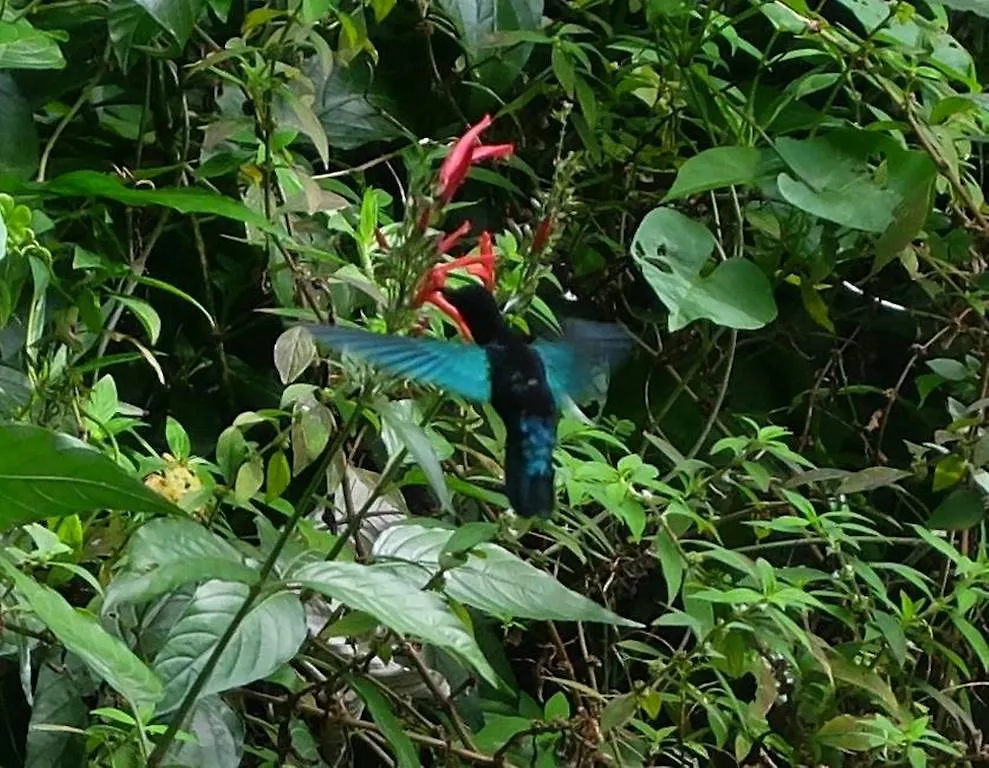 Manicou River Resort Portsmouth
